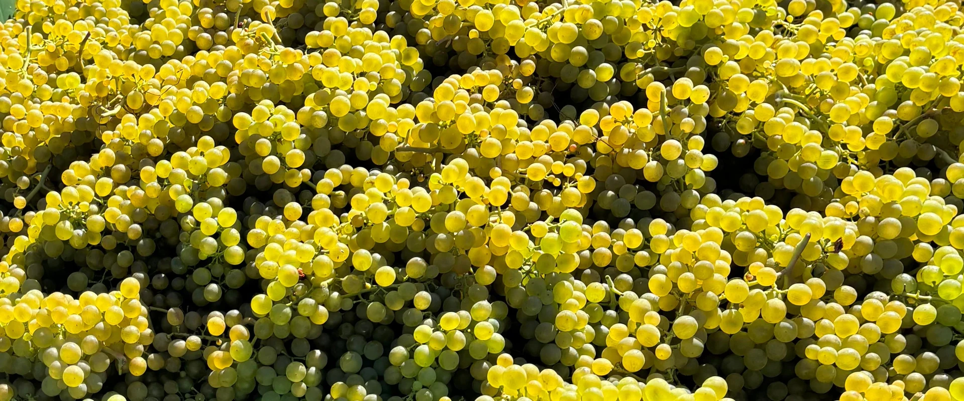 Solaris-Trauben bei der Lese