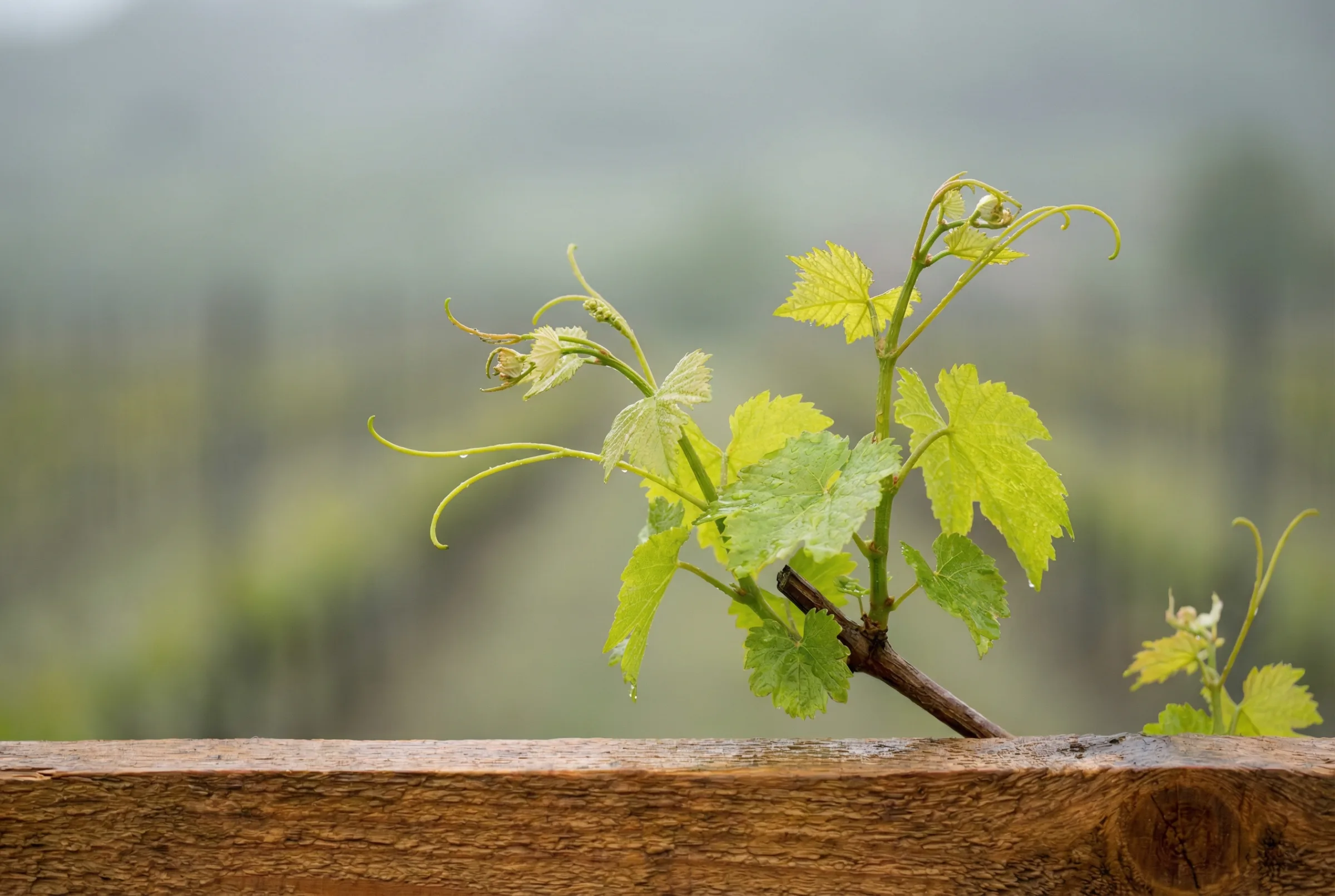 Junger Weinrebtrieb im Frühling