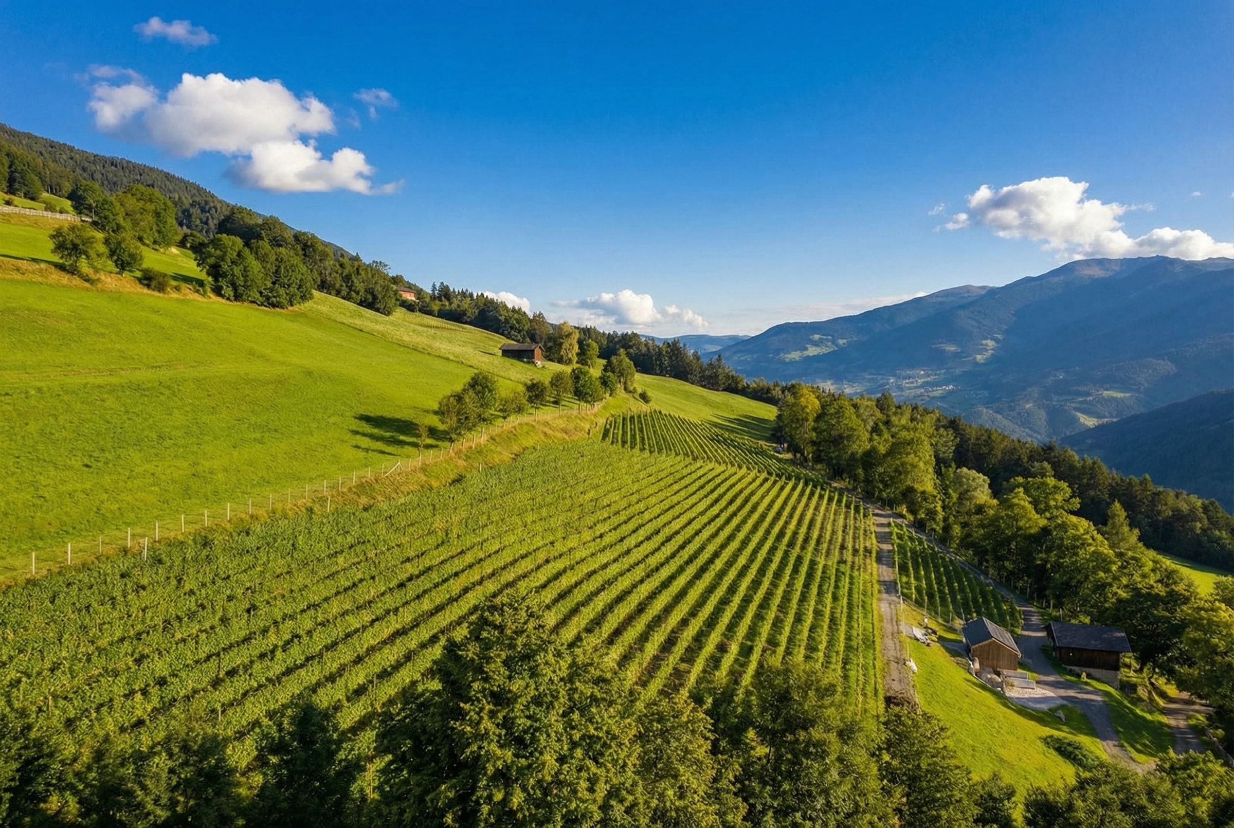 Luftaufnahme des Weinbergs am Südhang mit Bergpanorama