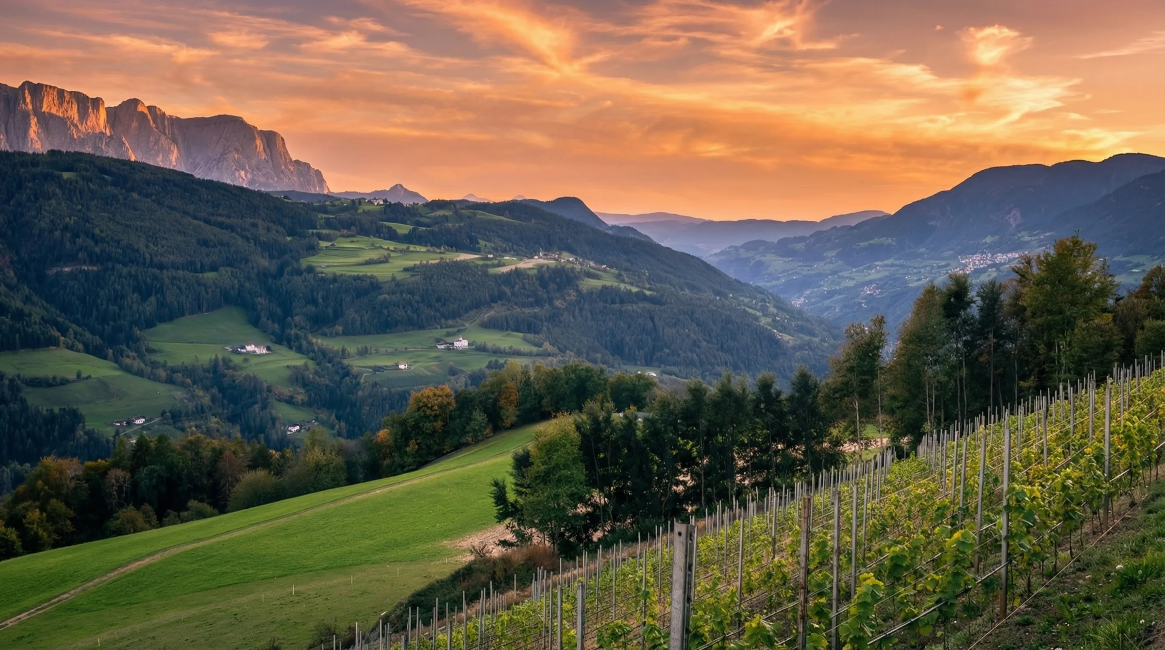 Weinberg bei Sonnenuntergang mit Blick auf den Schlern