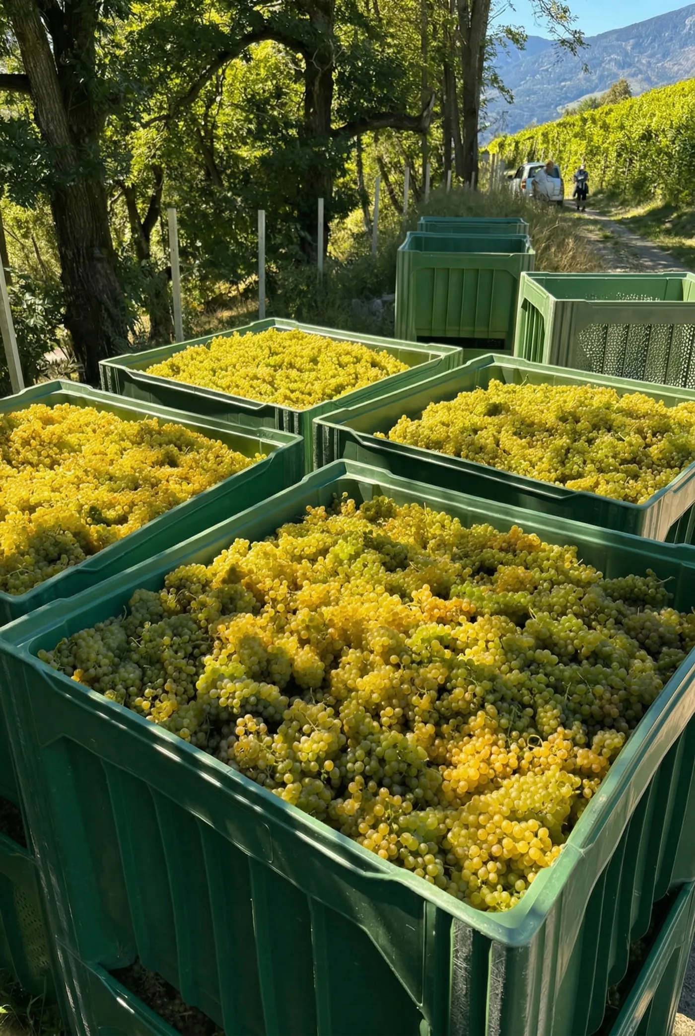 Handlese — Solaris-Trauben in 10kg Kisten nach der Ernte