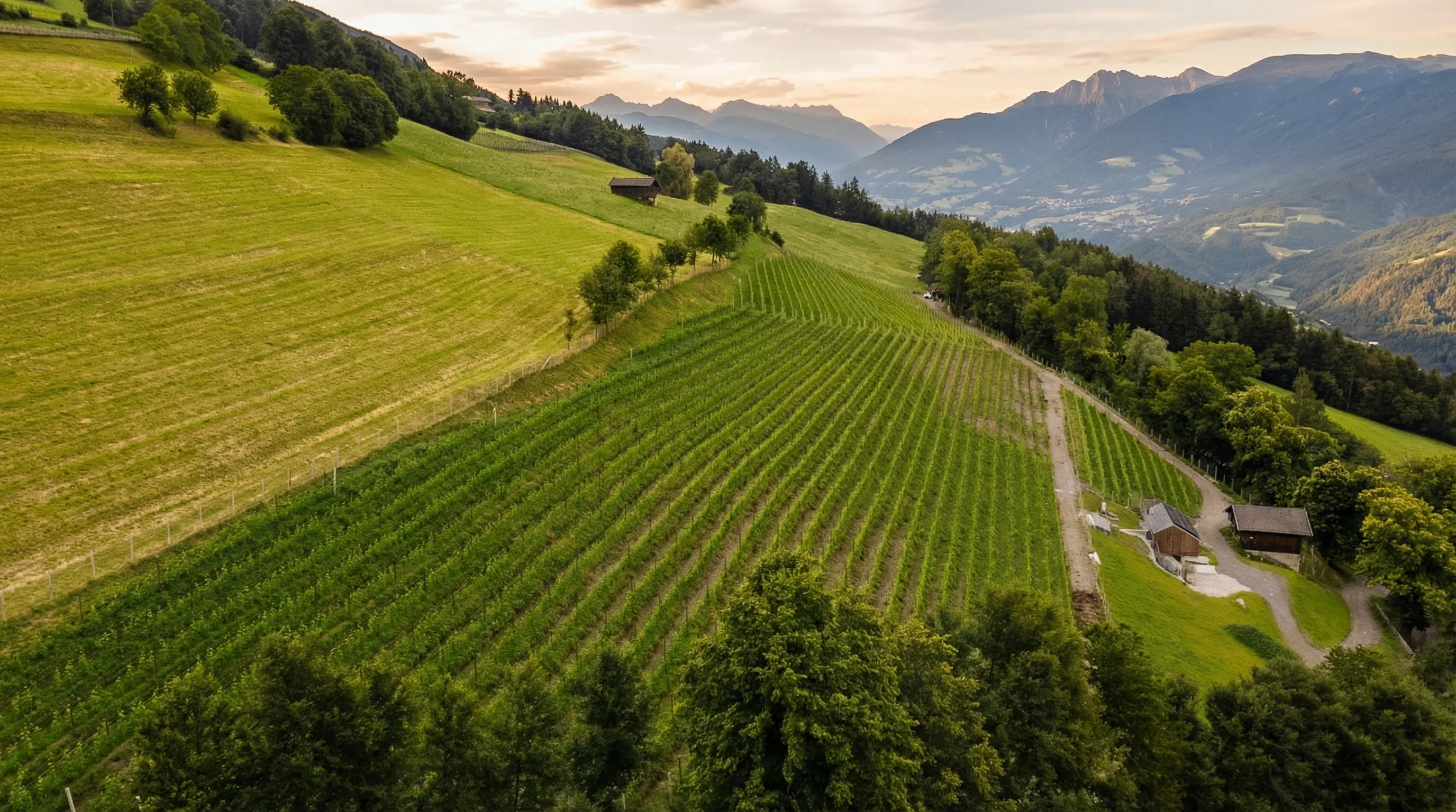 Südtiroler Alpenlandschaft mit Weinbergen
