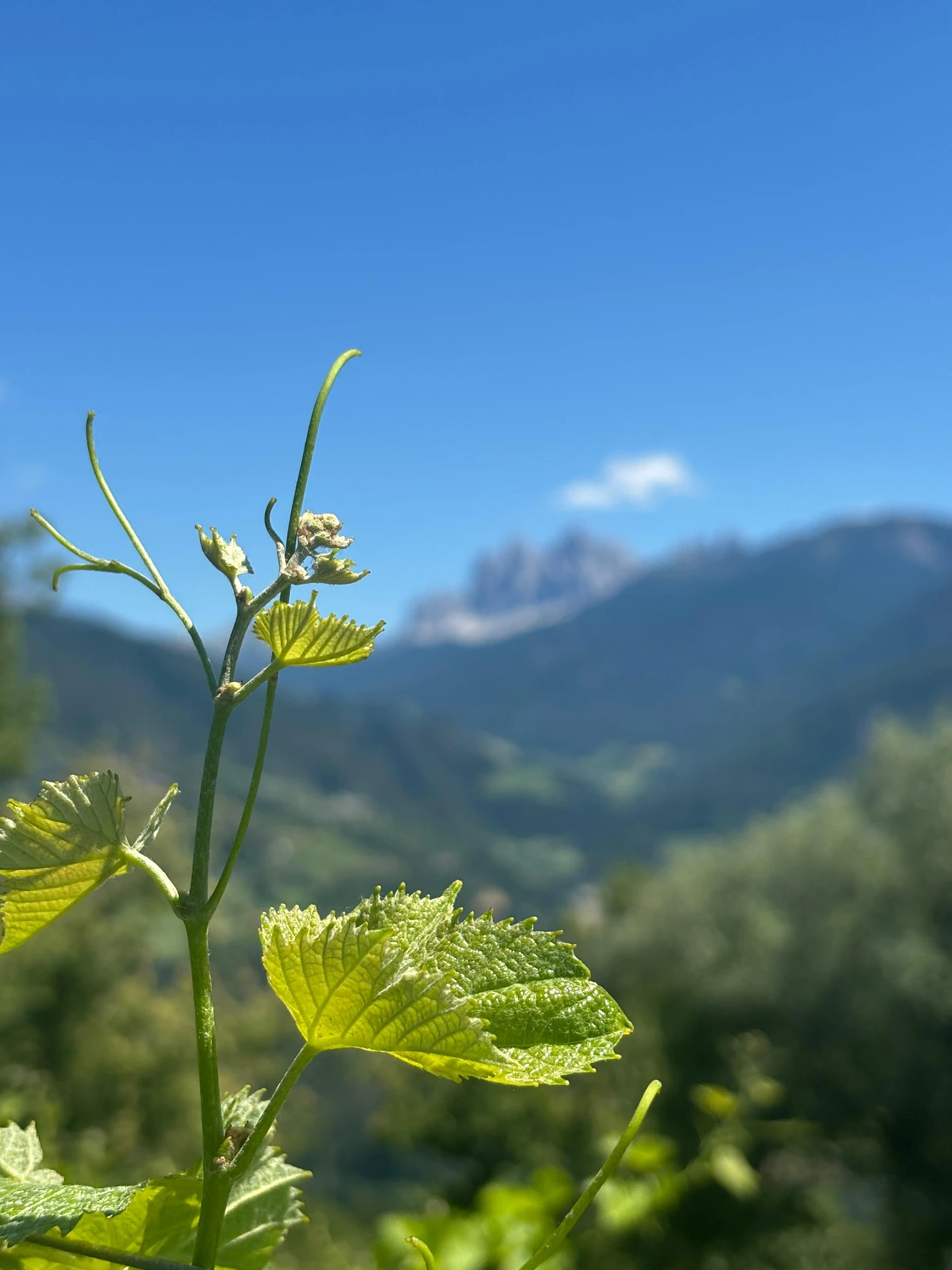 Junger Rebschuss mit Blick auf die Dolomiten