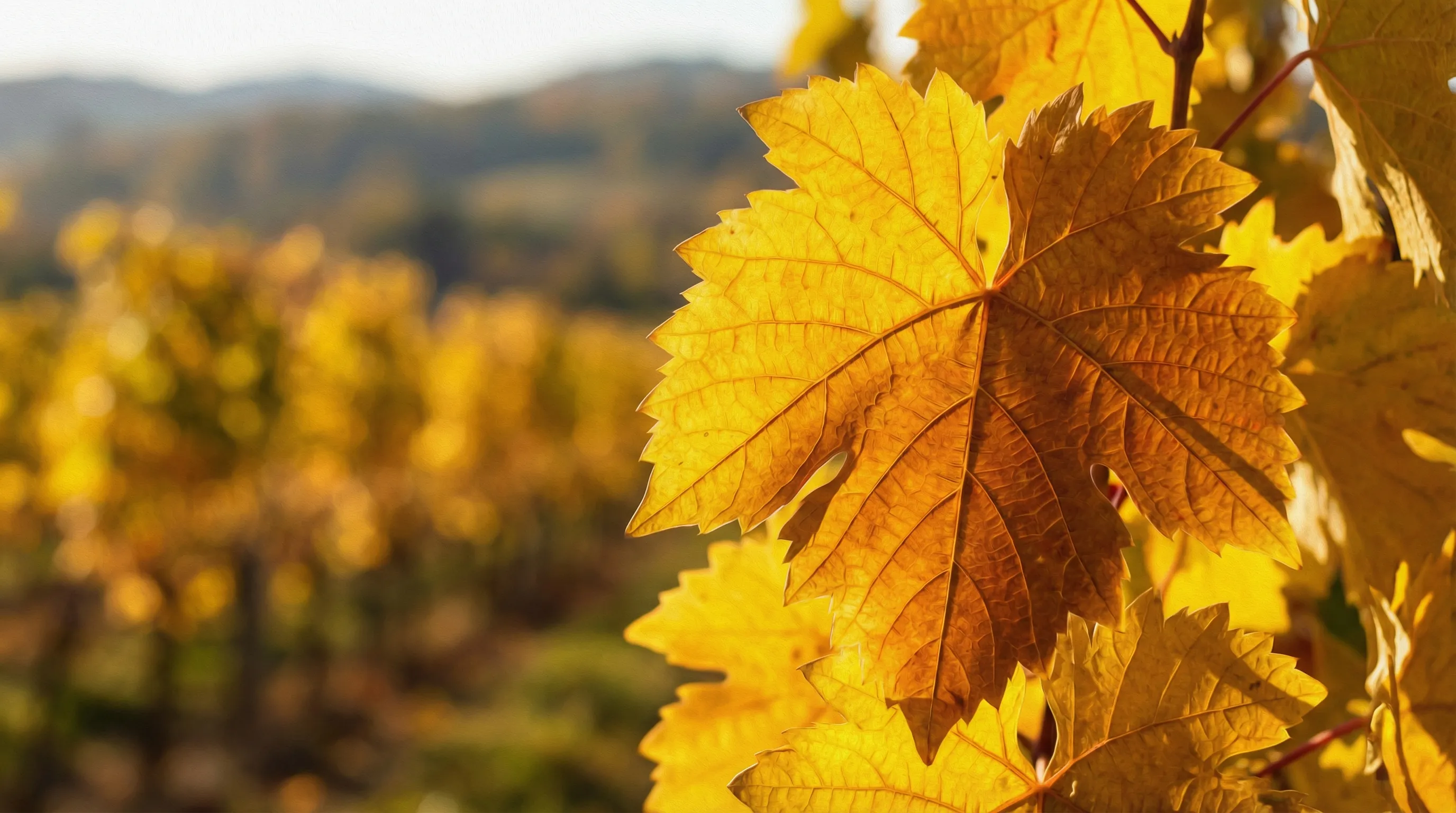 Weinreben im Herbstlicht