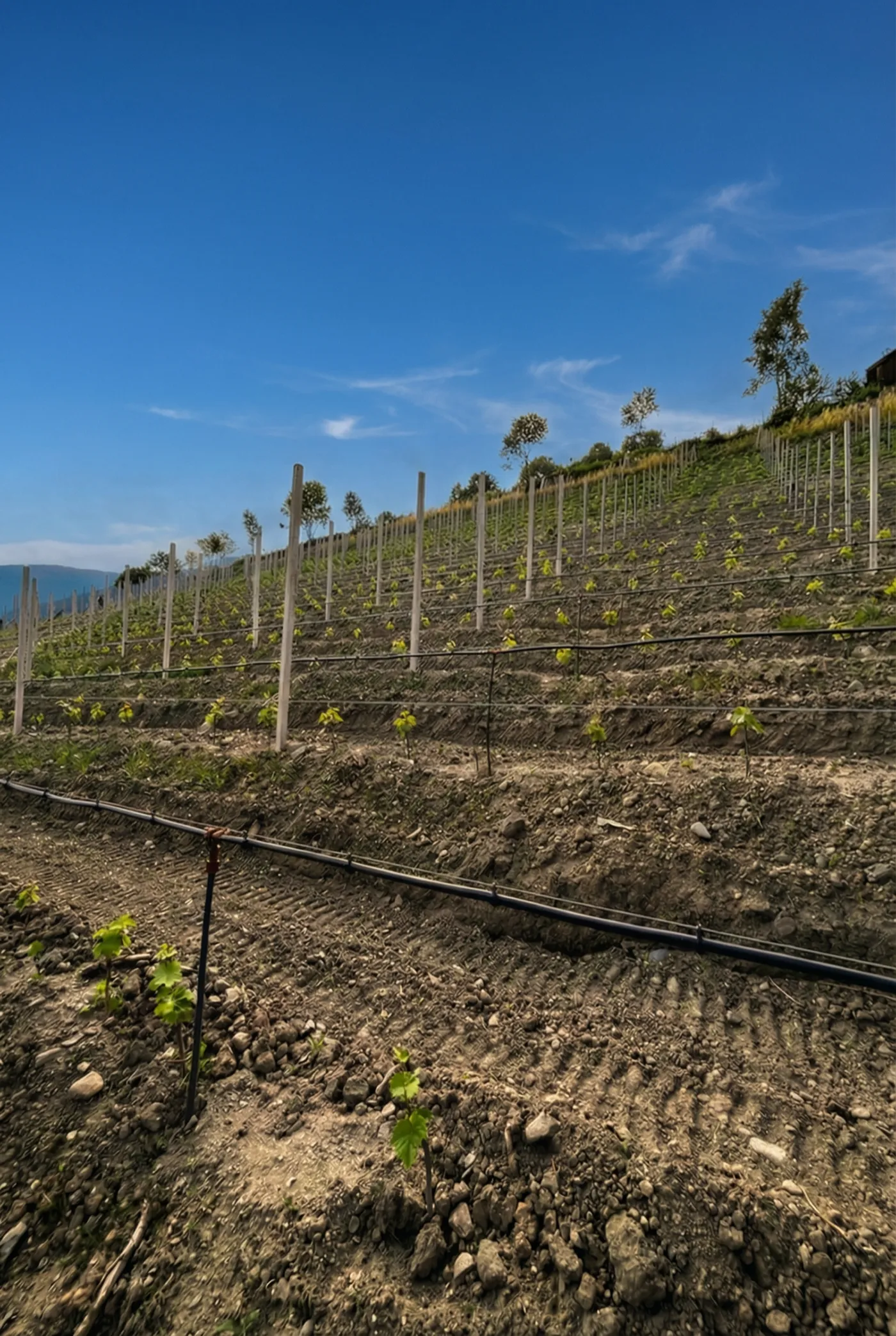 Junge Rebstöcke am steilen Südhang mit Bewässerung