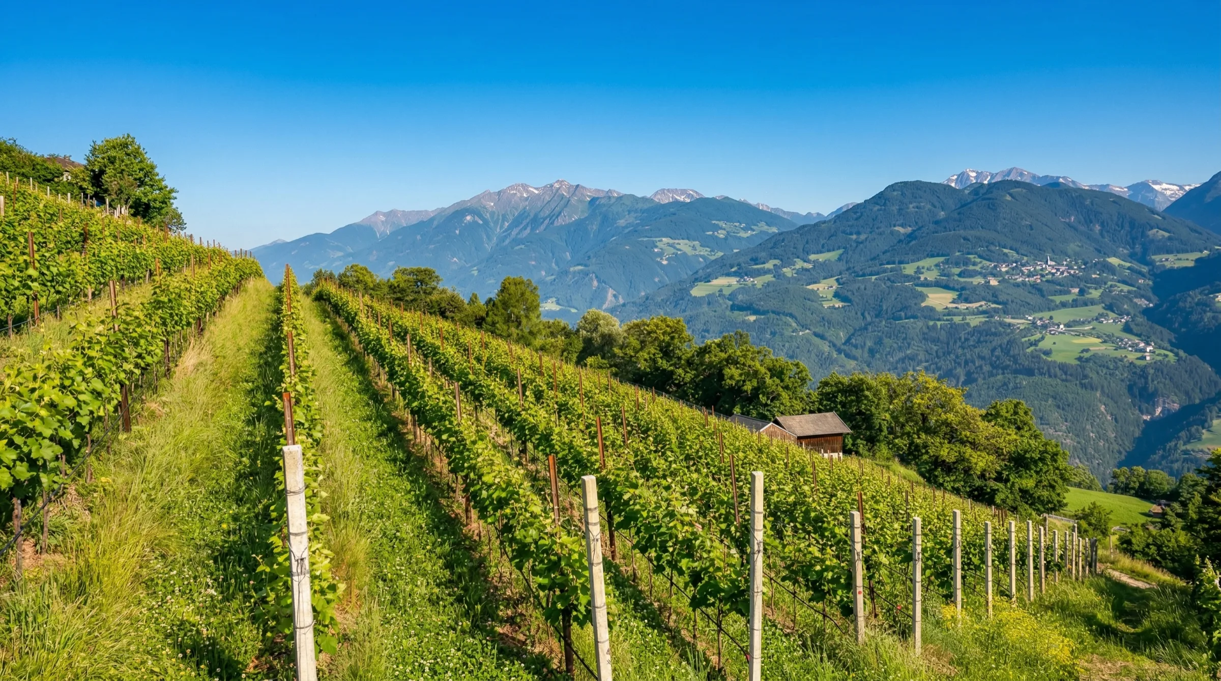 Weinberge am Südhang mit Blick auf die Südtiroler Bergwelt