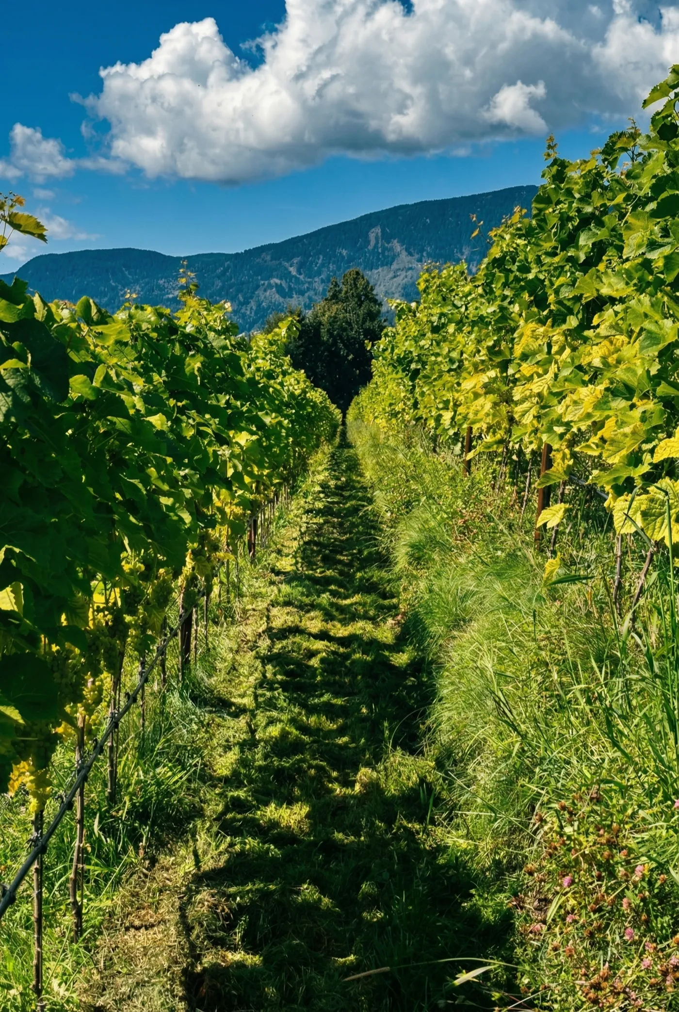 Blick zwischen Rebzeilen mit Begrünung und Bergpanorama